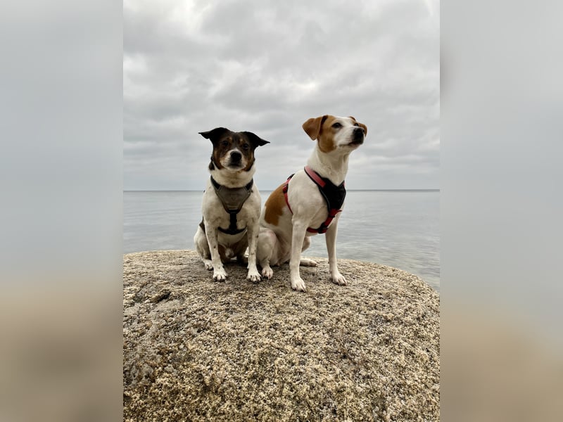 Unsere beiden Dänischen Hofhunde sind Eltern!