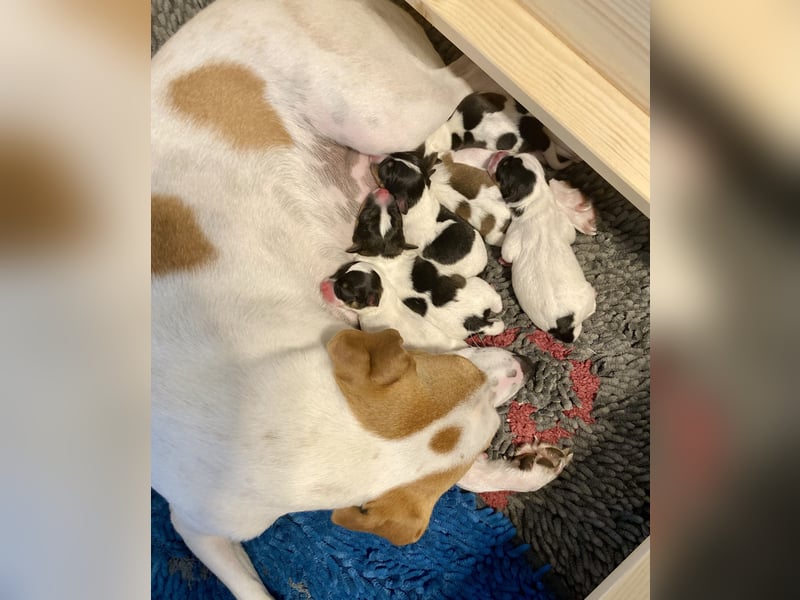 Unsere beiden Dänischen Hofhunde sind Eltern!