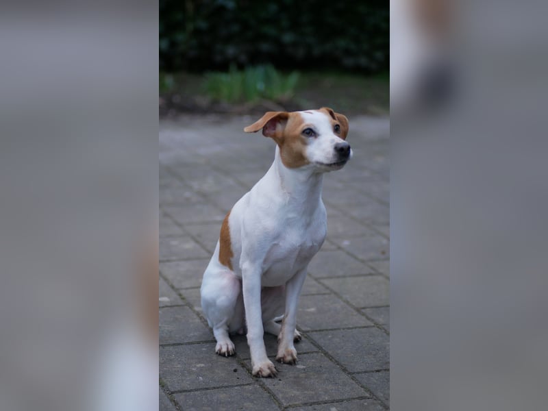 Unsere beiden Dänischen Hofhunde sind Eltern!