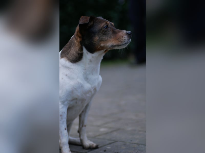 Unsere beiden Dänischen Hofhunde sind Eltern!