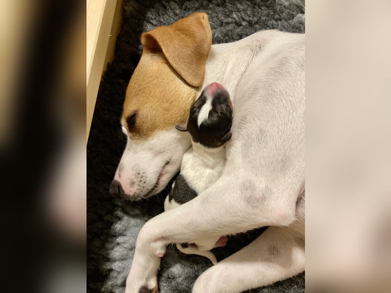 Unsere beiden Dänischen Hofhunde sind Eltern!