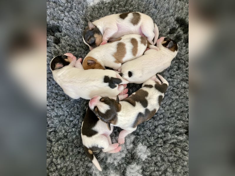 Unsere beiden Dänischen Hofhunde sind Eltern!