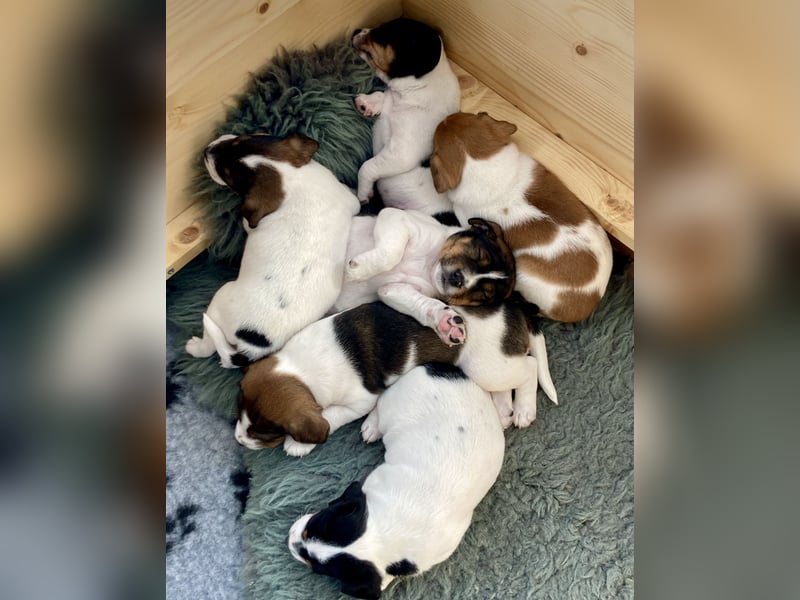 Unsere beiden Dänischen Hofhunde sind Eltern!