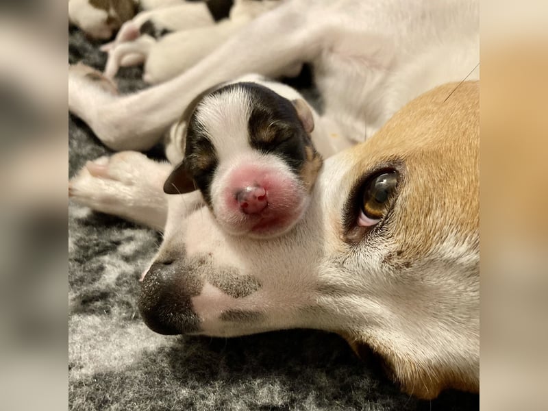 Unsere beiden Dänischen Hofhunde sind Eltern!