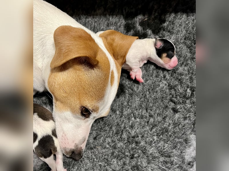 Unsere beiden Dänischen Hofhunde sind Eltern!