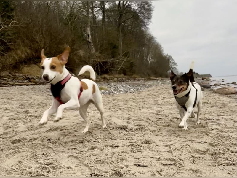 Unsere beiden Dänischen Hofhunde sind Eltern!