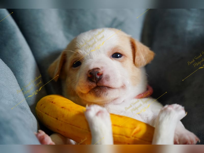 Dansk Svensk Gardhund,  Farmdog, Danky