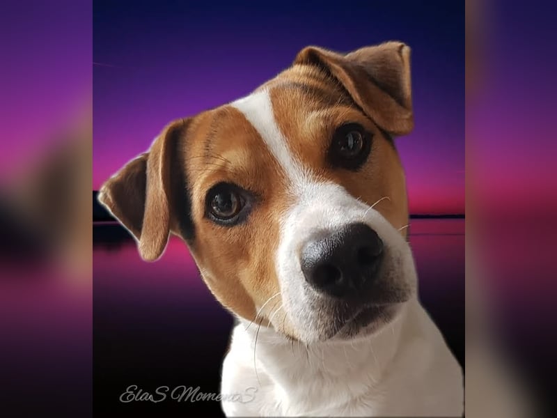 Dansk Svensk Gardhund,  Farmdog, Danky