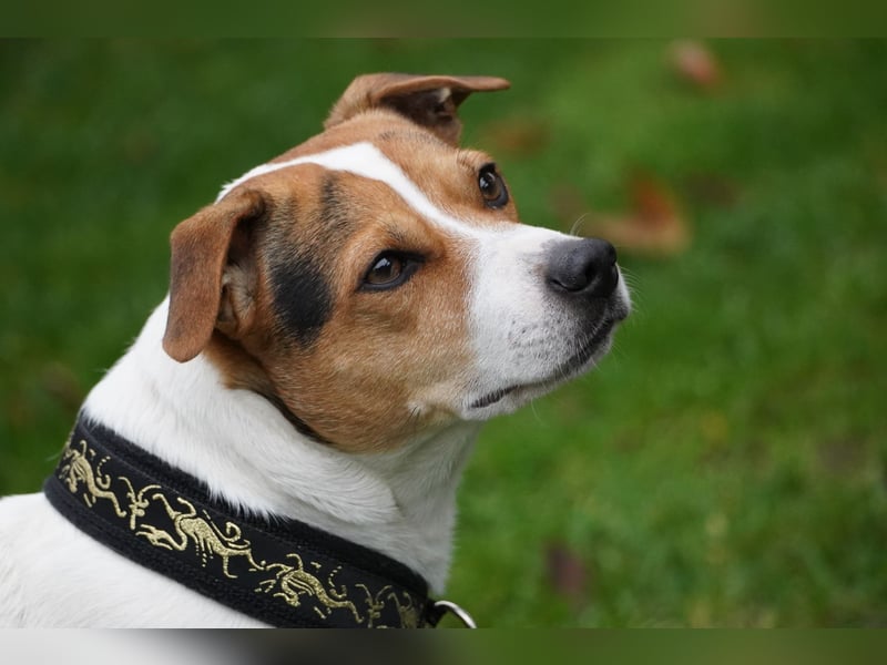 Dansk Svensk Gardhund,  Farmdog, Danky
