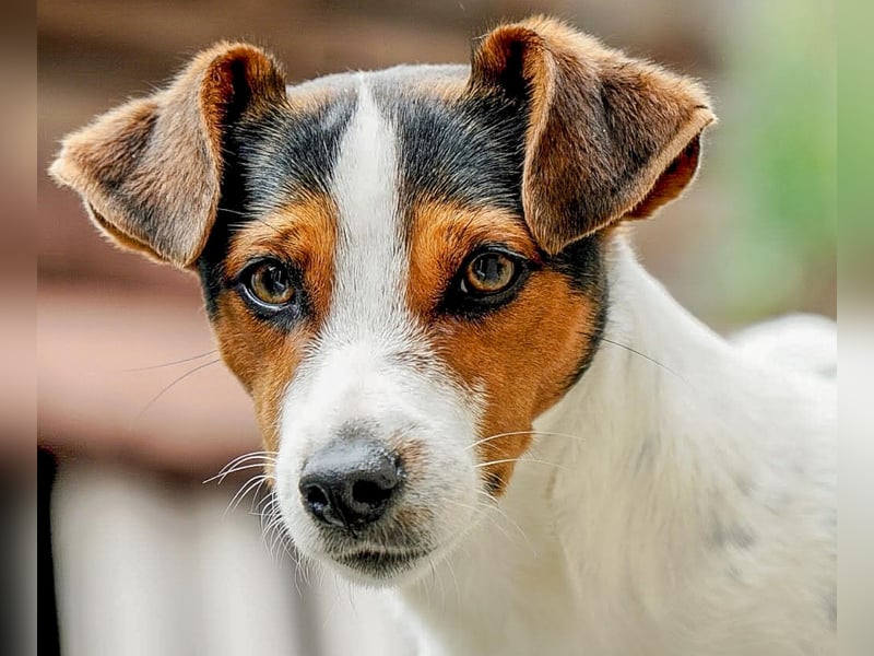 Dansk Svensk Gardhund,  Farmdog, Danky