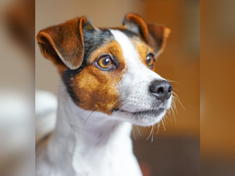 Dansk Svensk Gardhund,  Farmdog, Danky