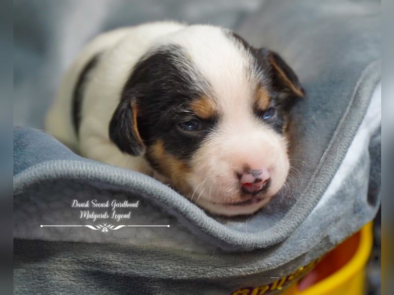 Dansk Svensk Gardhund,  Farmdog, Danky