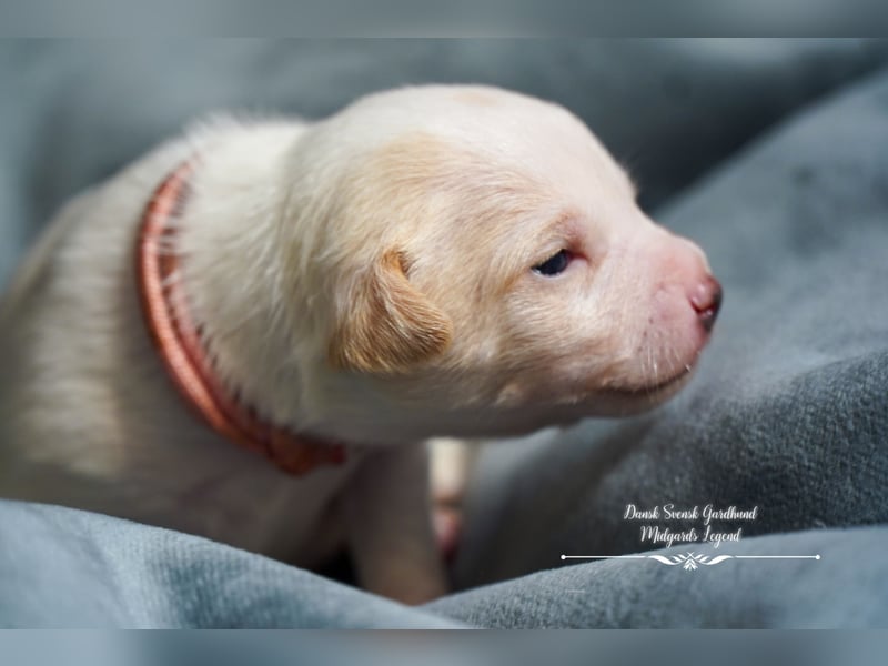 Dansk Svensk Gardhund,  Farmdog, Danky