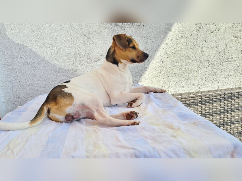 Dansk-Svensk-Gardhund Deckrüde,   schwedischerFarmdog