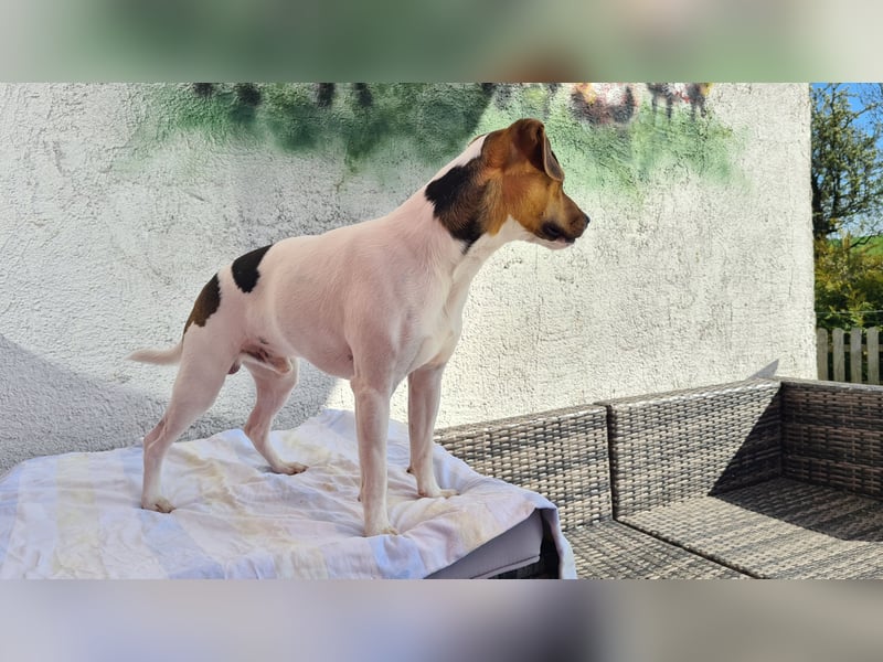 Dansk-Svensk-Gardhund Deckrüde,   schwedischerFarmdog