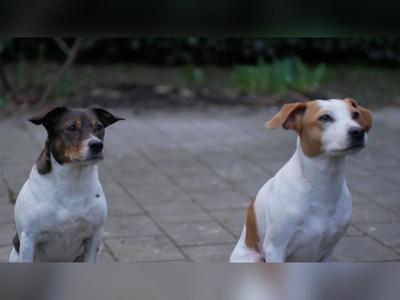 Dänischer Hofhund Welpe sucht liebevolles Zuhause