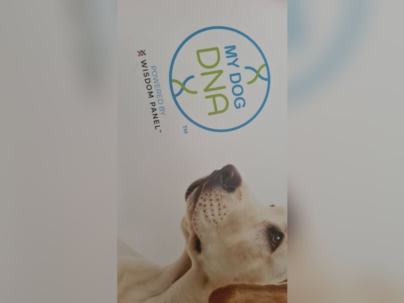 Dansk-Svensk-Gardhund Deckrüde,   schwedischer Farmdog