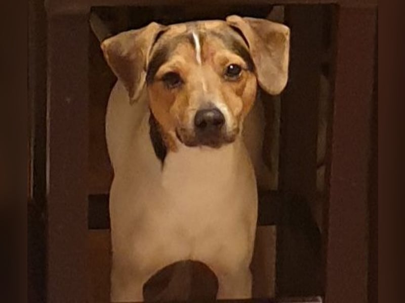 Dansk-Svensk-Gardhund Rüde