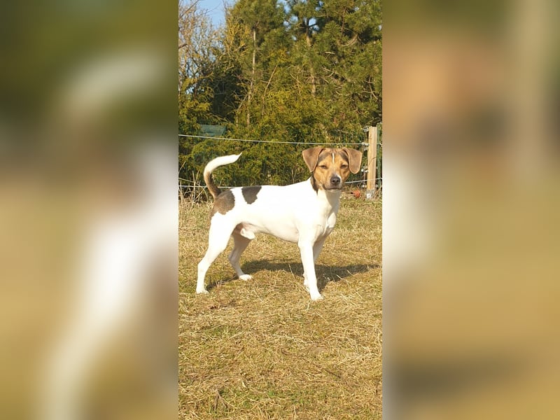 Dansk-Svensk-Gardhund Deckrüde,   schwedischer Farmdog