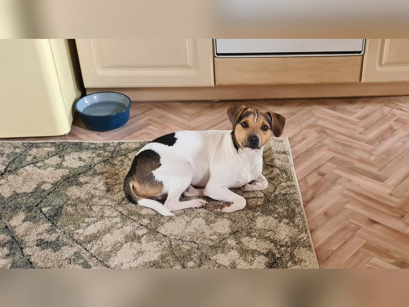 Dansk-Svensk-Gardhund Rüde