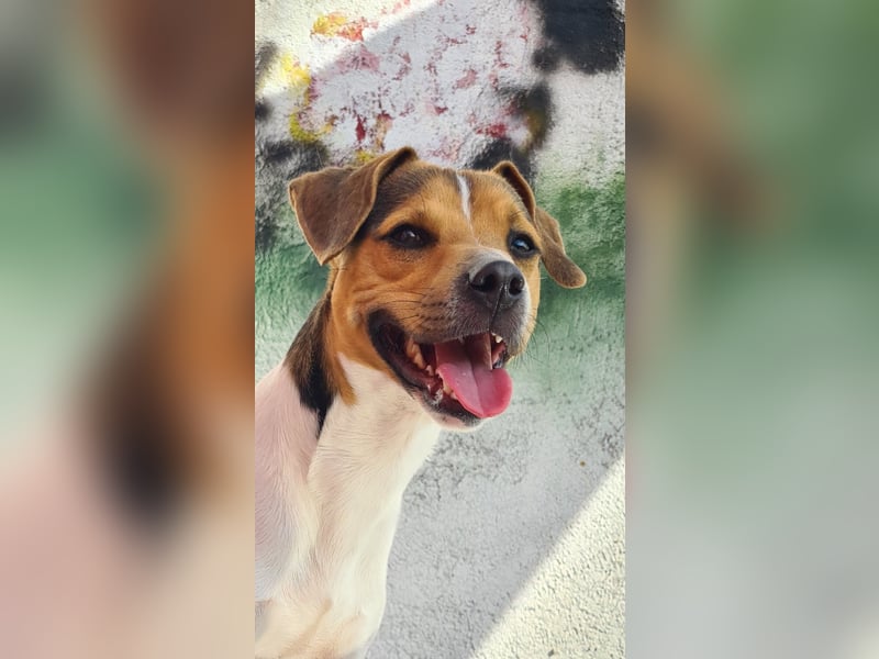 Dansk-Svensk-Gardhund Rüde