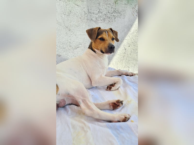 Dansk-Svensk-Gardhund Rüde