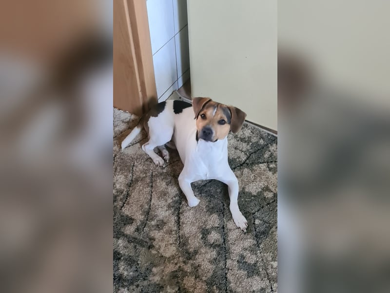 Dansk-Svensk-Gardhund Rüde