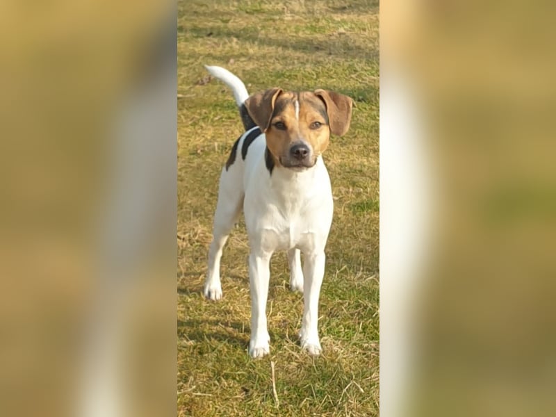 Dansk-Svensk-Gardhund Deckrüde,   schwedischer Farmdog
