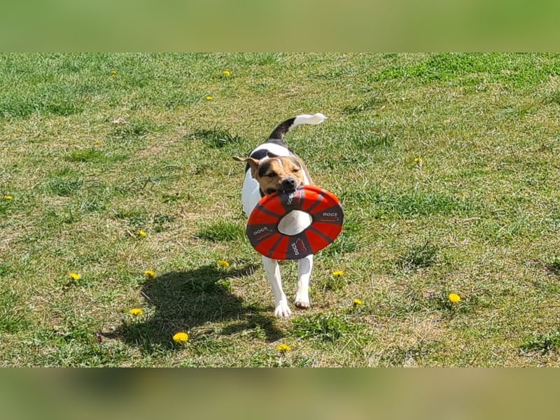 Dansk-Svensk-Gardhund Rüde