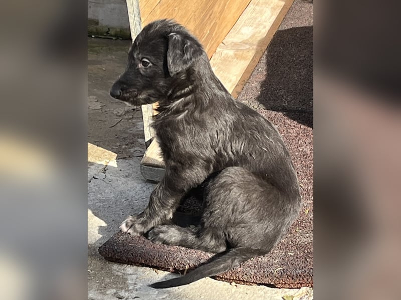 Deerhound Welpen vom 08.08.