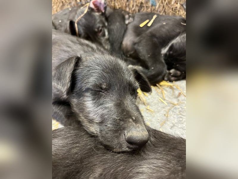 Deerhound Welpen vom 08.08.