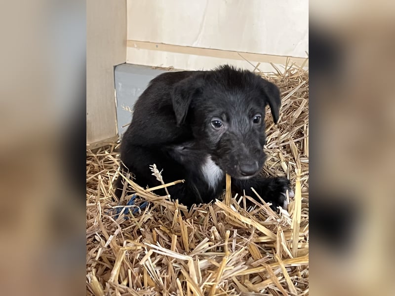 Deerhound Welpen vom 08.08.
