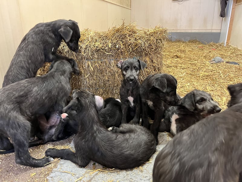 Deerhound Welpen vom 08.08.