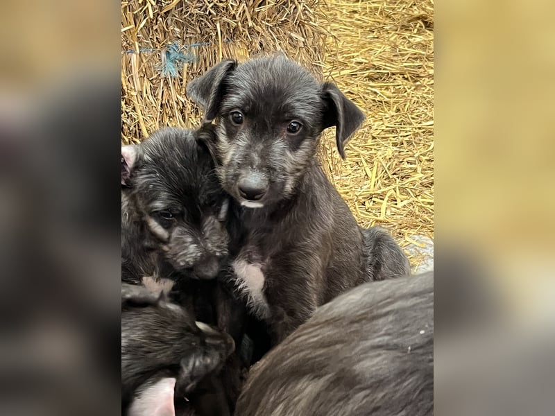 Deerhound Welpen vom 08.08.