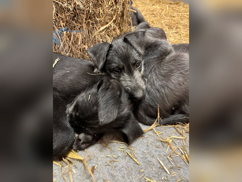 Deerhound Welpen vom 08.08.