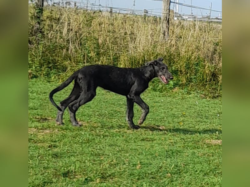 Deerhound Junghund