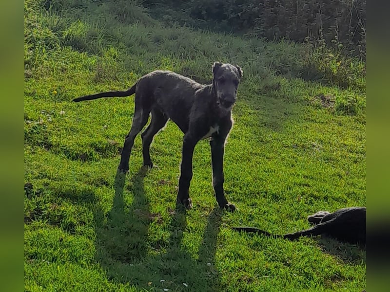 Deerhound Junghund
