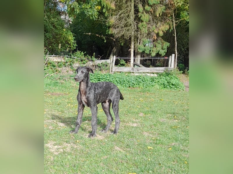 Deerhound Junghund