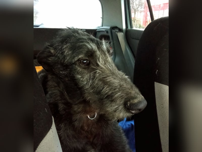 Deerhound Junghund