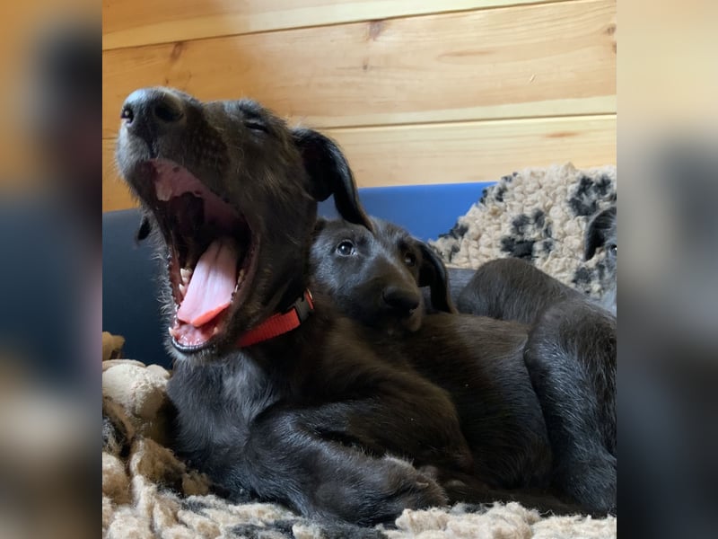 Deerhoundwelpen suchen ein liebevolles Für-Immer-Zuhause