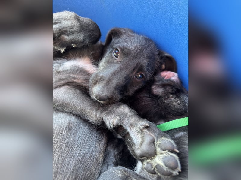 Deerhoundwelpen suchen ein liebevolles Für-Immer-Zuhause
