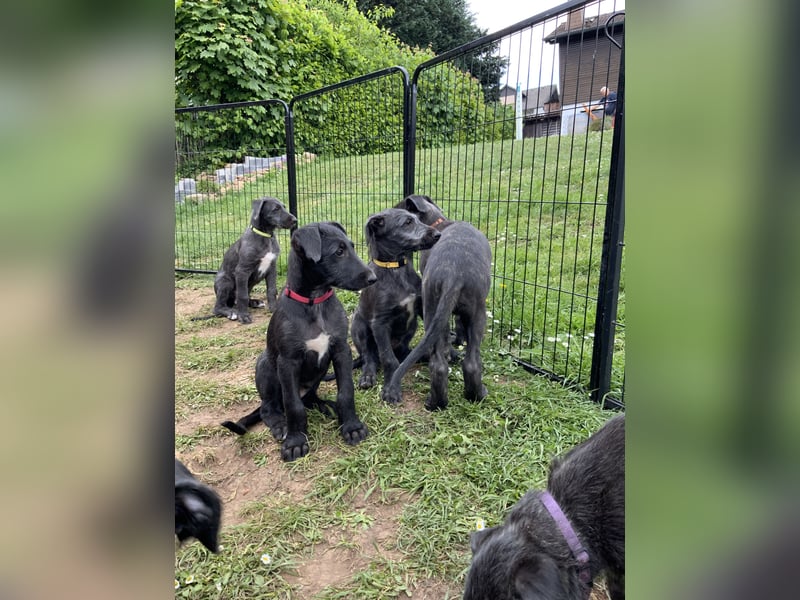 Deerhoundwelpen suchen ein liebevolles Für-Immer-Zuhause