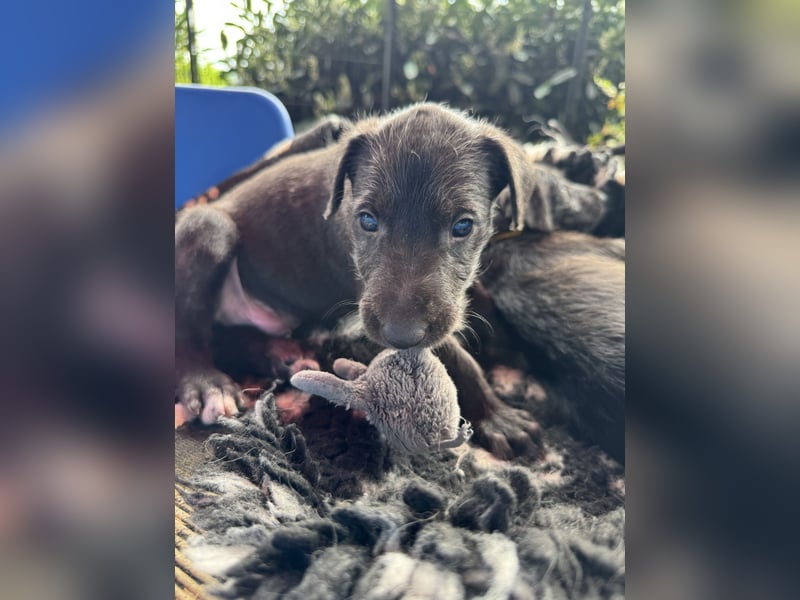 Deerhoundwelpen suchen ein liebevolles Für-Immer-Zuhause