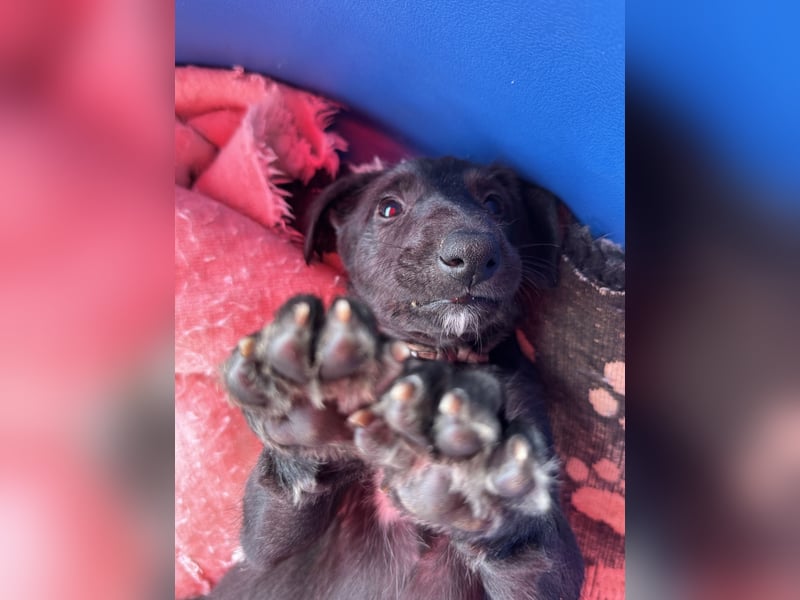 Deerhoundwelpen suchen ein liebevolles Für-Immer-Zuhause