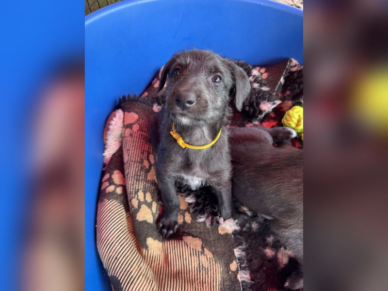 Deerhoundwelpen suchen ein liebevolles Für-Immer-Zuhause