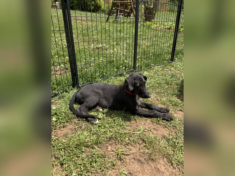 Deerhoundwelpen suchen ein liebevolles Für-Immer-Zuhause