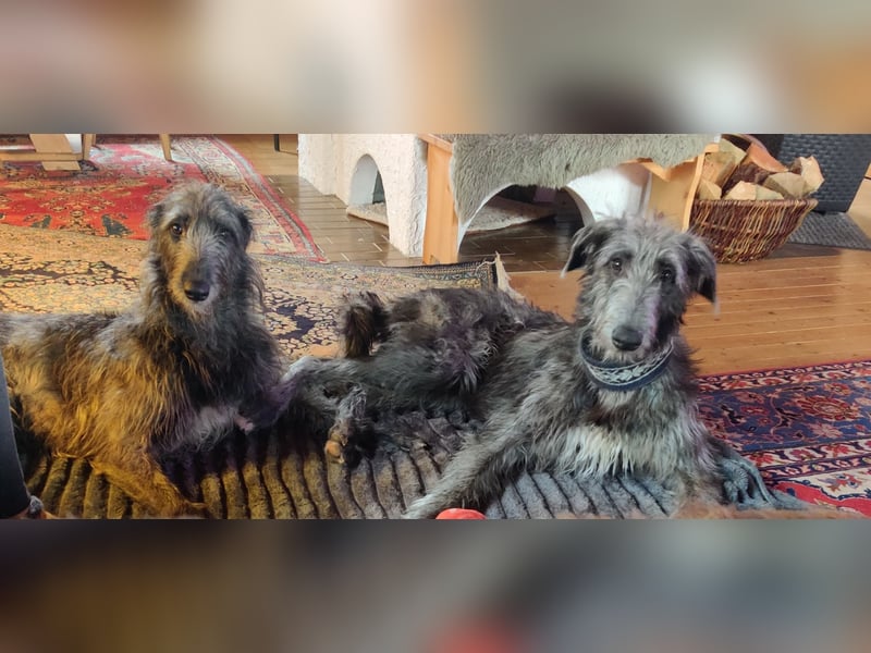 Deerhoundwelpen suchen ein liebevolles Für-Immer-Zuhause