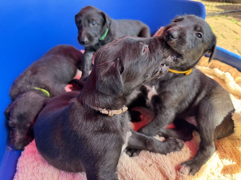 Deerhoundwelpen suchen ein liebevolles Für-Immer-Zuhause