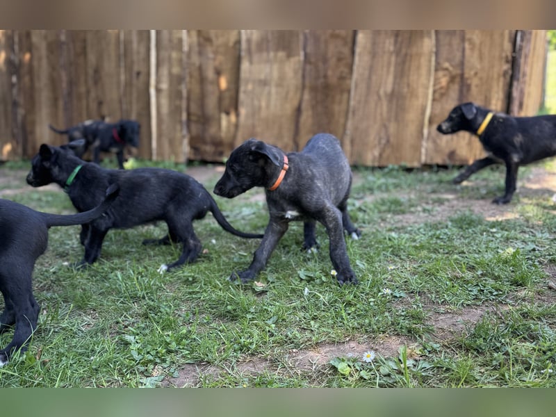 Deerhoundwelpen suchen ein liebevolles Für-Immer-Zuhause