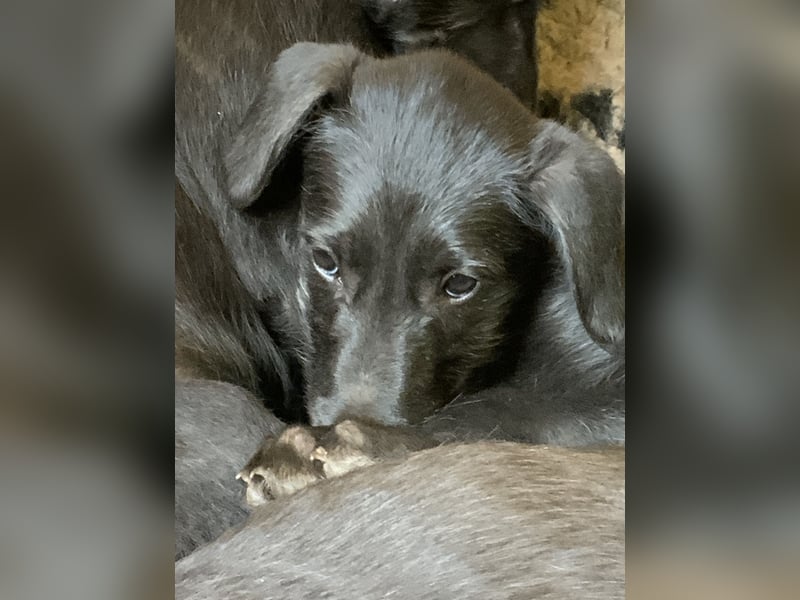 Deerhoundwelpen suchen ein liebevolles Für-Immer-Zuhause